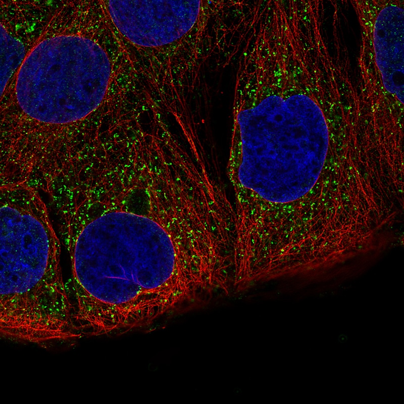 ACAA1 Antibody (CL2660) - Azide and BSA Free Immunocytochemistry/ Immunofluorescence: ACAA1 Antibody [NBP3-44447]