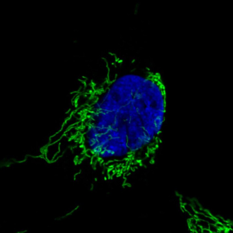 CS Citrate Synthase Antibody (CL2545) - Azide and BSA Free Immunocytochemistry/ Immunofluorescence: CS Citrate Synthase Antibody [NBP3-44449]