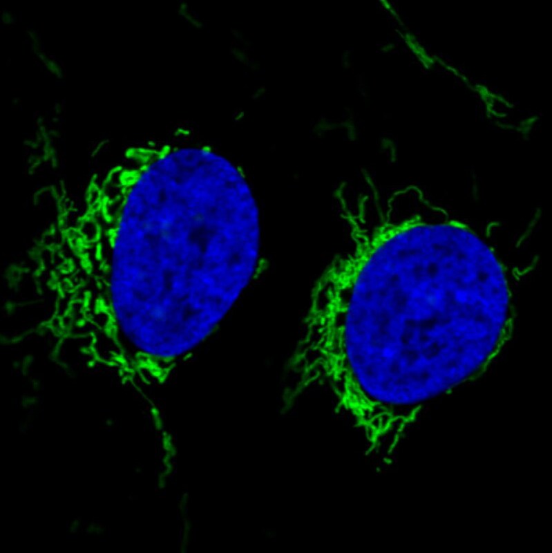 CS Citrate Synthase Antibody (CL2545) - Azide and BSA Free Immunocytochemistry/ Immunofluorescence: CS Citrate Synthase Antibody [NBP3-44449]