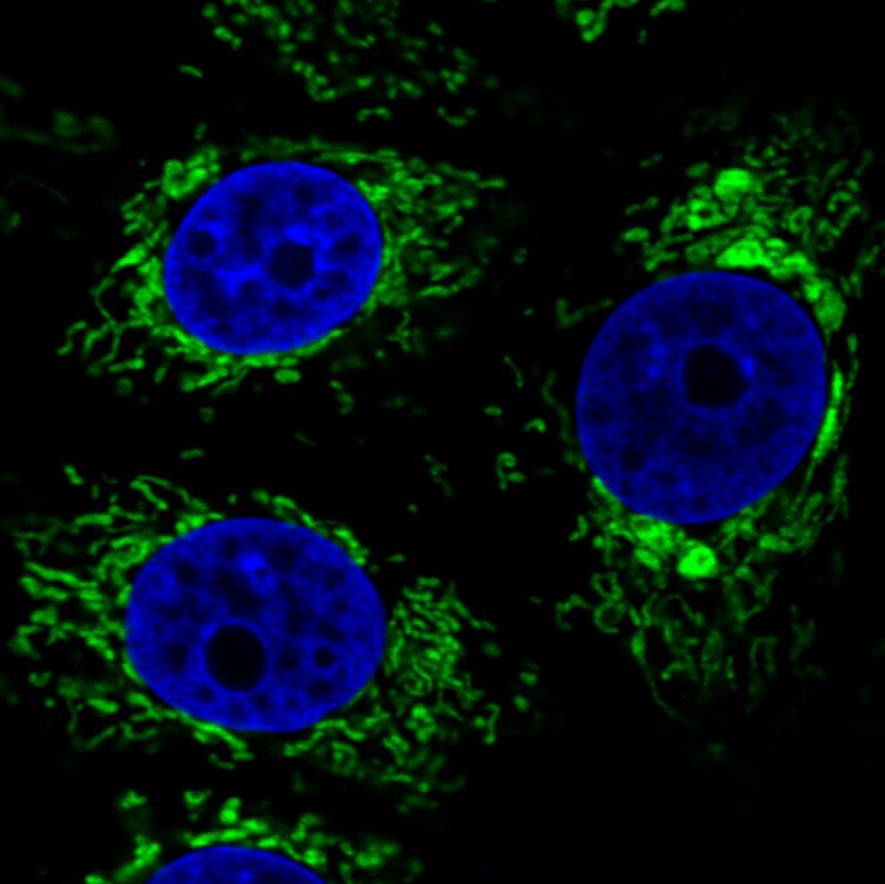 CS Citrate Synthase Antibody (CL2545) - Azide and BSA Free Immunocytochemistry/ Immunofluorescence: CS Citrate Synthase Antibody [NBP3-44449]