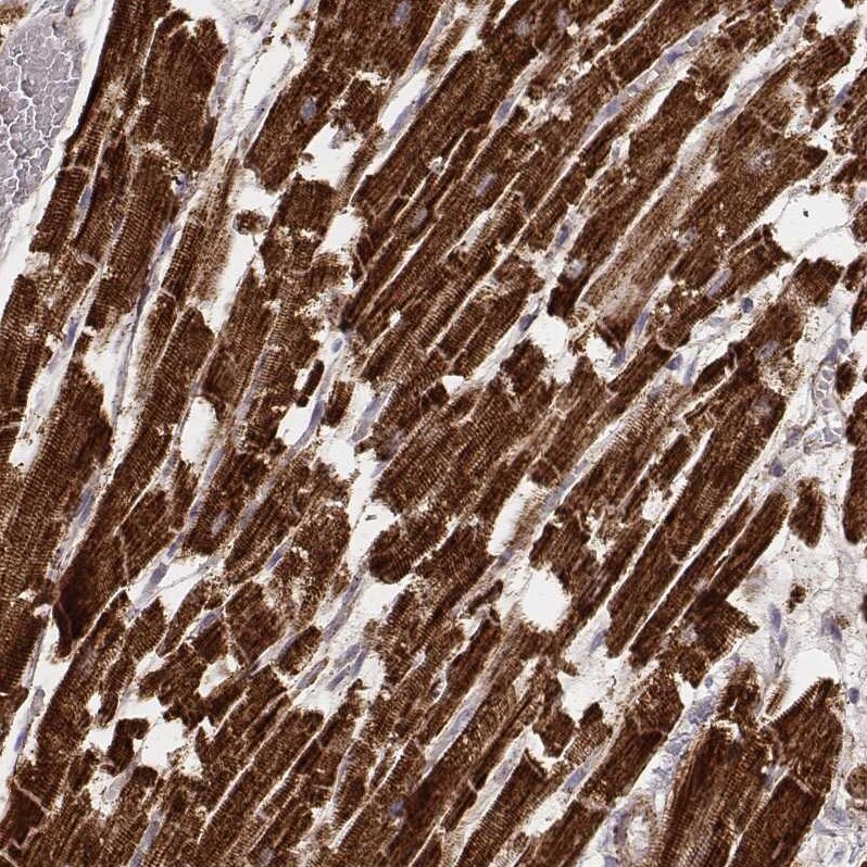 CS Citrate Synthase Antibody (CL2545) - Azide and BSA Free Immunohistochemistry-Paraffin: CS Citrate Synthase Antibody [NBP3-44449]