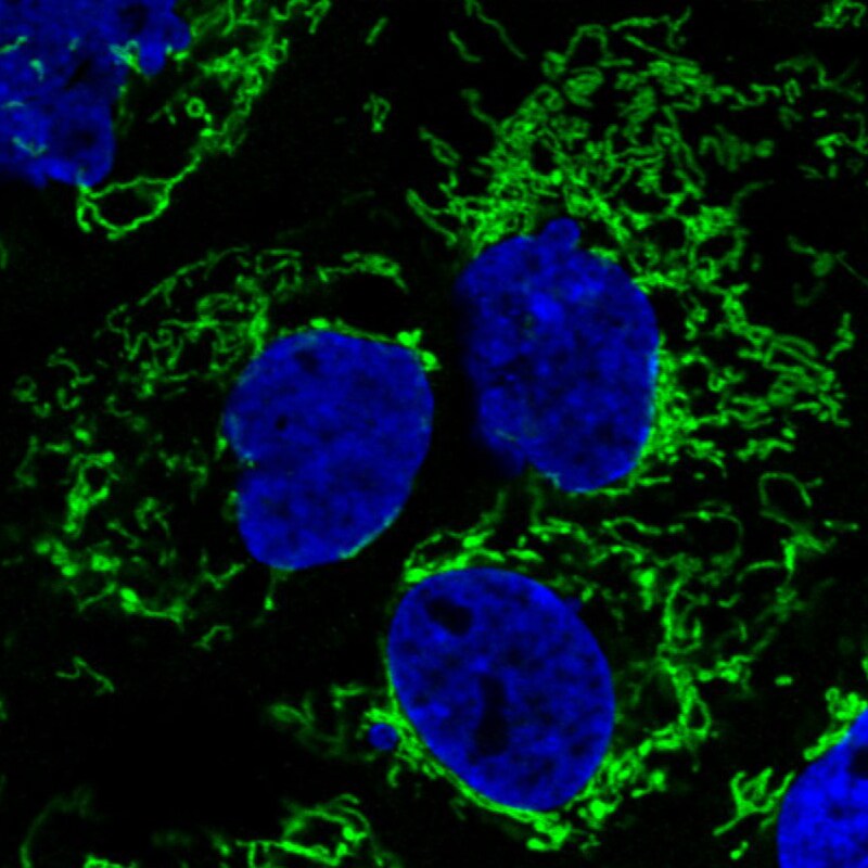 CS Citrate Synthase Antibody (CL2545) - Azide and BSA Free Immunocytochemistry/ Immunofluorescence: CS Citrate Synthase Antibody [NBP3-44449]