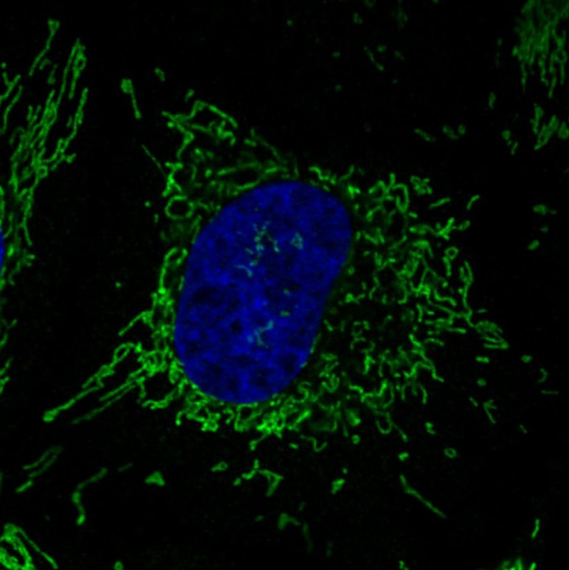 CS Citrate Synthase Antibody (CL2545) - Azide and BSA Free Immunocytochemistry/ Immunofluorescence: CS Citrate Synthase Antibody [NBP3-44449]