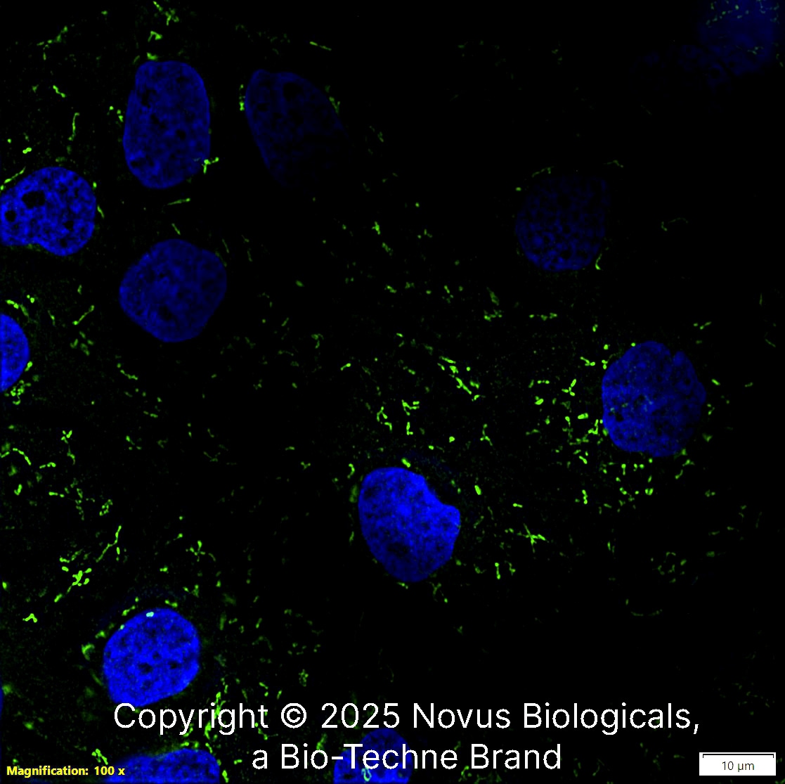 CS Citrate Synthase Antibody (CL2545) [Alexa Fluor® 488]