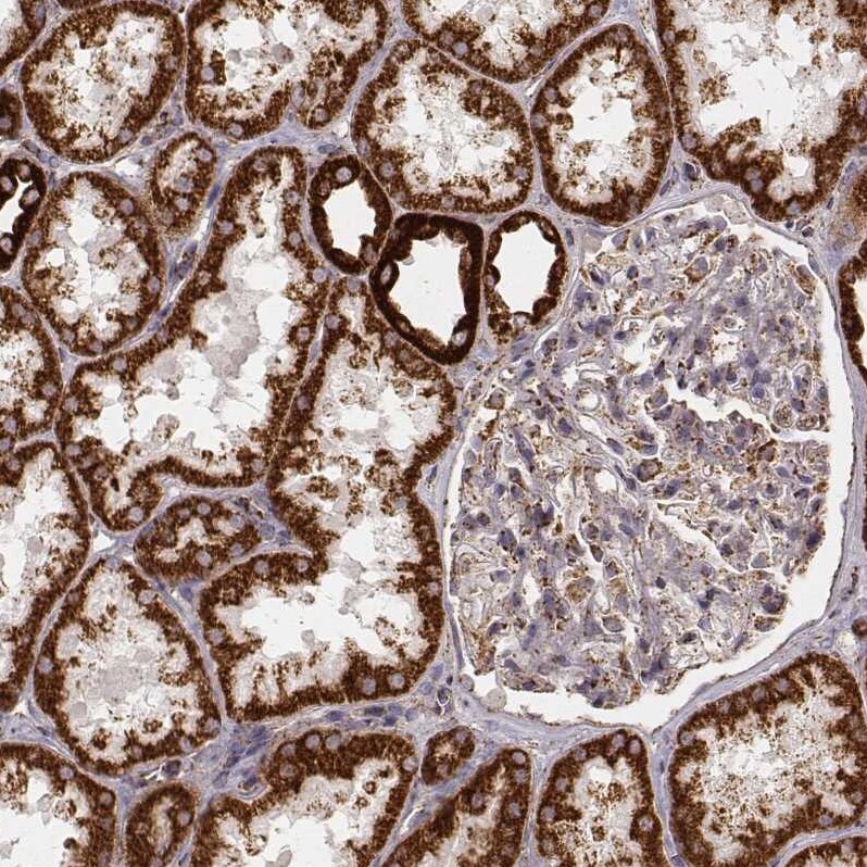 CS Citrate Synthase Antibody (CL2548) - Azide and BSA Free Immunohistochemistry-Paraffin: CS Citrate Synthase Antibody [NBP3-44450]