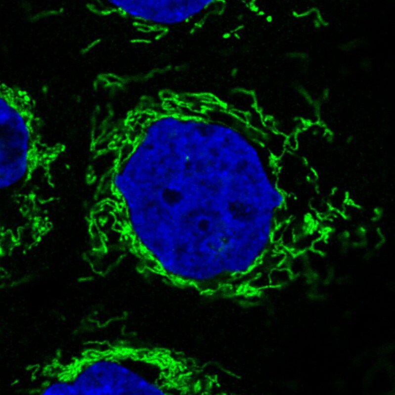 CS Citrate Synthase Antibody (CL2553) - Azide and BSA Free Immunocytochemistry/ Immunofluorescence: CS Citrate Synthase Antibody [NBP3-44451]