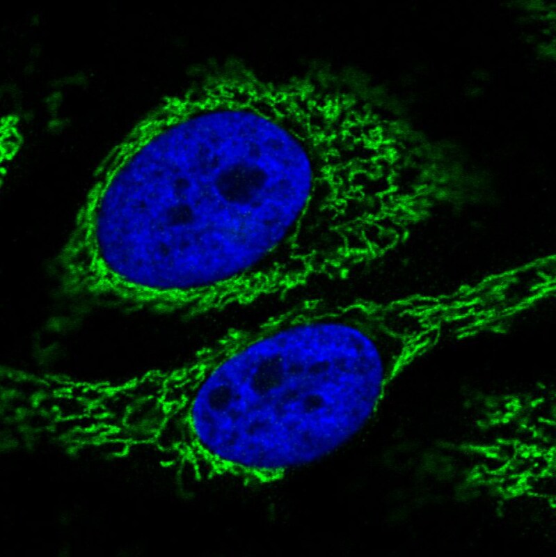CS Citrate Synthase Antibody (CL2553) - Azide and BSA Free Immunocytochemistry/ Immunofluorescence: CS Citrate Synthase Antibody [NBP3-44451]