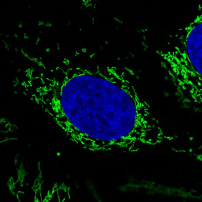 CS Citrate Synthase Antibody (CL2553) - Azide and BSA Free Immunocytochemistry/ Immunofluorescence: CS Citrate Synthase Antibody [NBP3-44451]