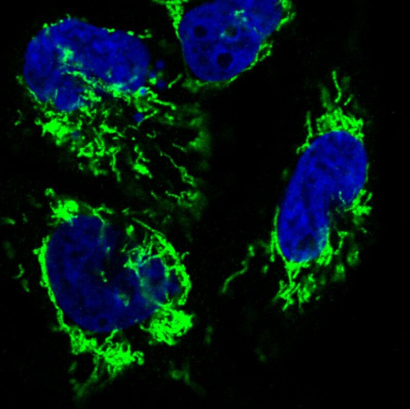 CS Citrate Synthase Antibody (CL2553) - Azide and BSA Free Immunocytochemistry/ Immunofluorescence: CS Citrate Synthase Antibody [NBP3-44451]