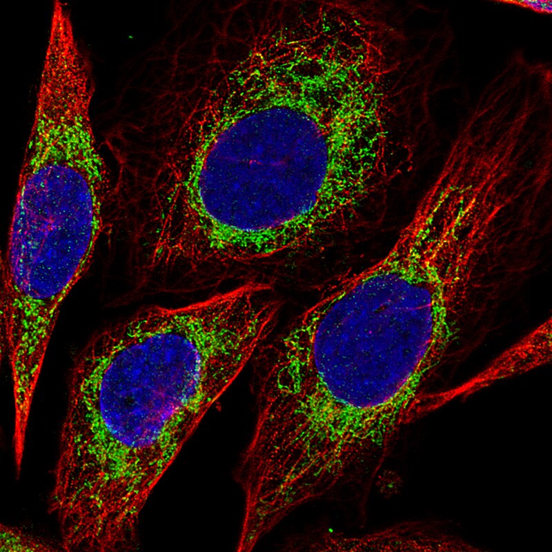 CS Citrate Synthase Antibody (CL2561) - Azide and BSA Free Immunocytochemistry/ Immunofluorescence: CS Citrate Synthase Antibody [NBP3-44452]