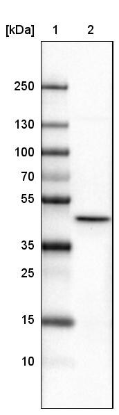 CS Citrate Synthase Antibody (CL2579) - Azide and BSA Free Western Blot: CS Citrate Synthase Antibody [NBP3-44453]