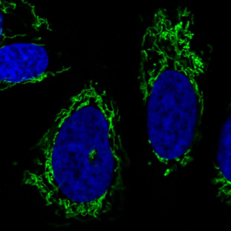 CS Citrate Synthase Antibody (CL2579) - Azide and BSA Free Immunocytochemistry/ Immunofluorescence: CS Citrate Synthase Antibody [NBP3-44453]