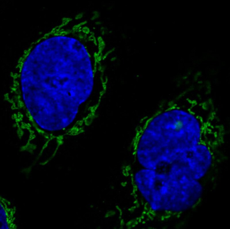 CS Citrate Synthase Antibody (CL2579) - Azide and BSA Free Immunocytochemistry/ Immunofluorescence: CS Citrate Synthase Antibody [NBP3-44453]