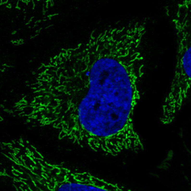 CS Citrate Synthase Antibody (CL2579) - Azide and BSA Free Immunocytochemistry/ Immunofluorescence: CS Citrate Synthase Antibody [NBP3-44453]