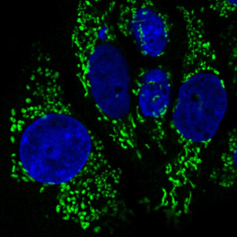 CS Citrate Synthase Antibody (CL2579) - Azide and BSA Free Immunocytochemistry/ Immunofluorescence: CS Citrate Synthase Antibody [NBP3-44453]