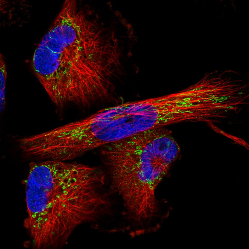 TUFM Antibody (CL2243) - Azide and BSA Free Immunocytochemistry/ Immunofluorescence: TUFM Antibody [NBP3-44456]