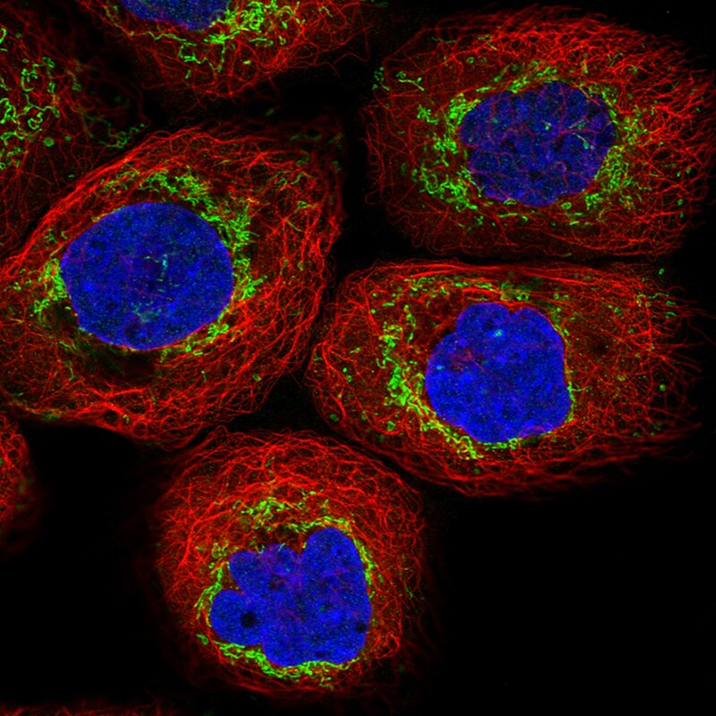 TUFM Antibody (CL2243) - Azide and BSA Free Immunocytochemistry/ Immunofluorescence: TUFM Antibody [NBP3-44456]