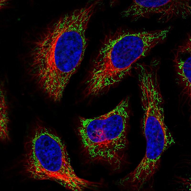 TUFM Antibody (CL2243) - Azide and BSA Free Immunocytochemistry/ Immunofluorescence: TUFM Antibody [NBP3-44456]