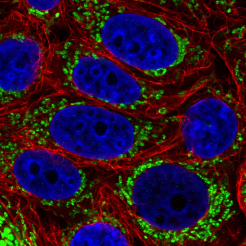 TUFM Antibody (CL2243) - Azide and BSA Free Immunocytochemistry/ Immunofluorescence: TUFM Antibody [NBP3-44456]