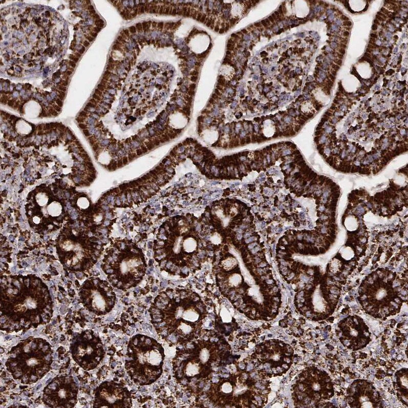 TUFM Antibody (CL2243) - Azide and BSA Free Immunohistochemistry-Paraffin: TUFM Antibody [NBP3-44456]