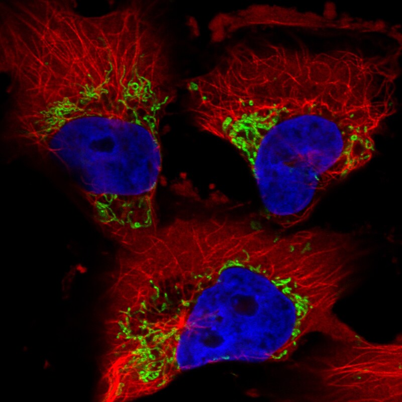 TUFM Antibody (CL2245) - Azide and BSA Free Immunocytochemistry/ Immunofluorescence: TUFM Antibody [NBP3-44457]
