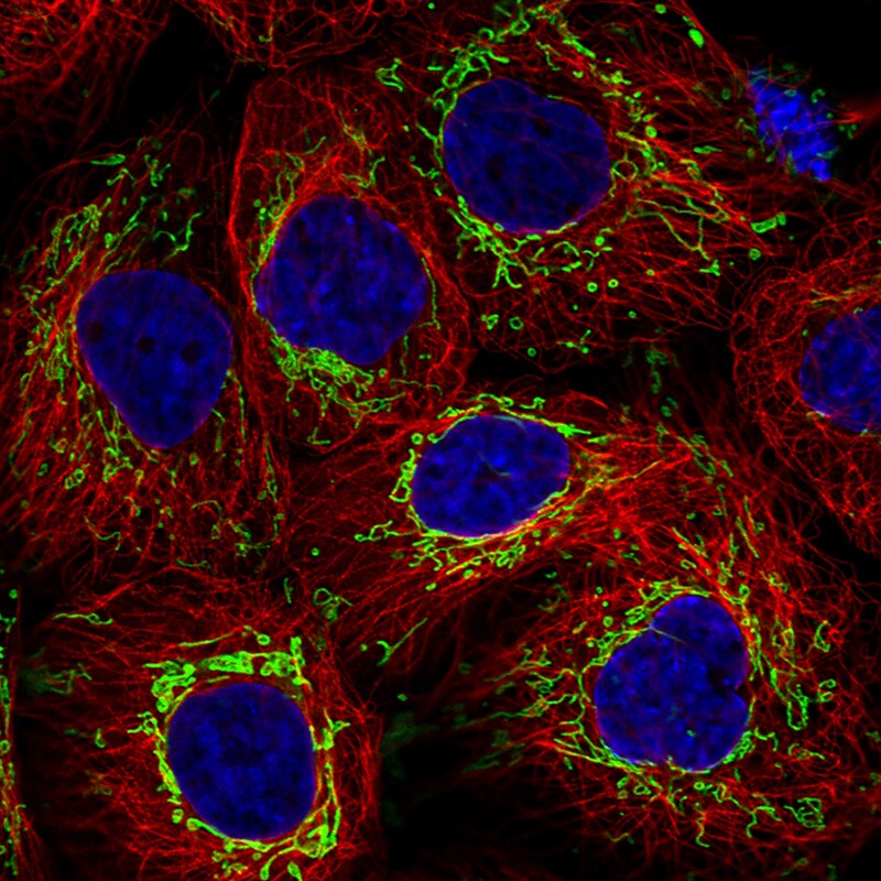 TUFM Antibody (CL2245) - Azide and BSA Free Immunocytochemistry/ Immunofluorescence: TUFM Antibody [NBP3-44457]