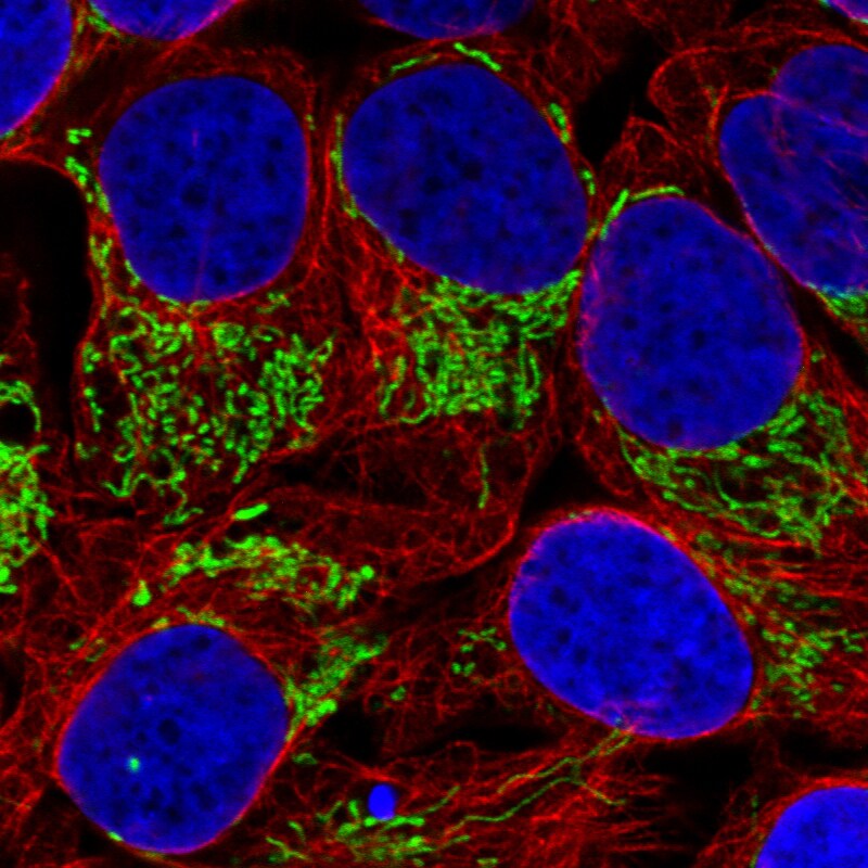 TUFM Antibody (CL2245) - Azide and BSA Free Immunocytochemistry/ Immunofluorescence: TUFM Antibody [NBP3-44457]