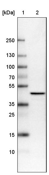 TUFM Antibody (CL2245) - Azide and BSA Free Western Blot: TUFM Antibody [NBP3-44457]