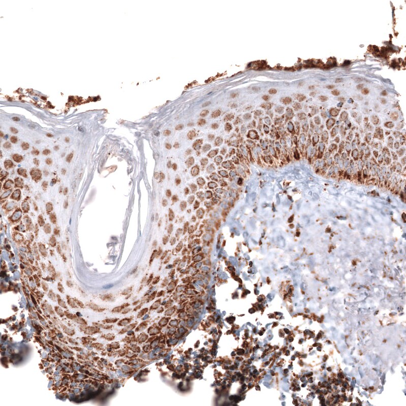 TUFM Antibody (CL2245) - Azide and BSA Free Immunohistochemistry-Paraffin: TUFM Antibody [NBP3-44457]