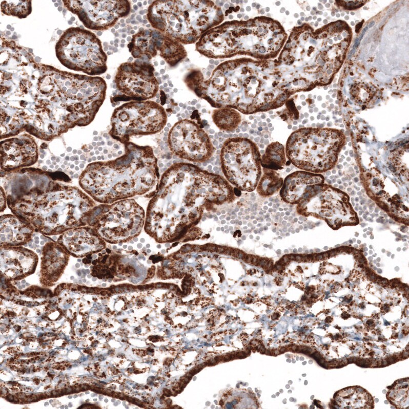 TUFM Antibody (CL2245) - Azide and BSA Free Immunohistochemistry-Paraffin: TUFM Antibody [NBP3-44457]
