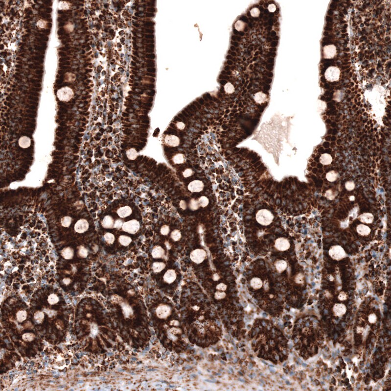 TUFM Antibody (CL2245) - Azide and BSA Free Immunohistochemistry-Paraffin: TUFM Antibody [NBP3-44457]