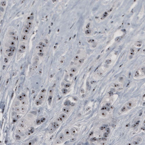 NOP56 Antibody (CL2603) - Azide and BSA Free Immunohistochemistry-Paraffin: NOP56 Antibody [NBP3-44458]
