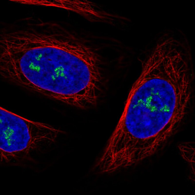 NOP56 Antibody (CL2603) - Azide and BSA Free Immunocytochemistry/ Immunofluorescence: NOP56 Antibody [NBP3-44458]