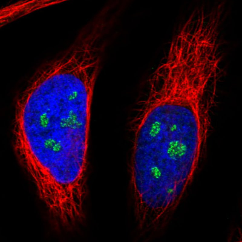 NOP56 Antibody (CL2603) - Azide and BSA Free Immunocytochemistry/ Immunofluorescence: NOP56 Antibody [NBP3-44458]