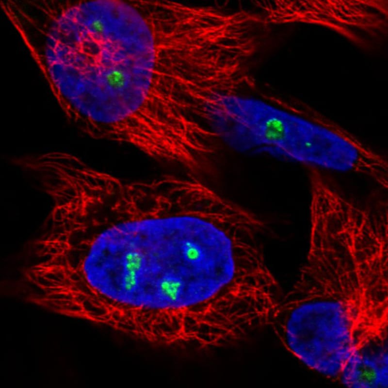 NOP56 Antibody (CL2603) - Azide and BSA Free Immunocytochemistry/ Immunofluorescence: NOP56 Antibody [NBP3-44458]