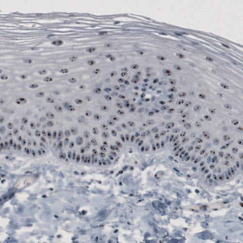 NOP56 Antibody (CL2603) - Azide and BSA Free Immunohistochemistry-Paraffin: NOP56 Antibody [NBP3-44458]