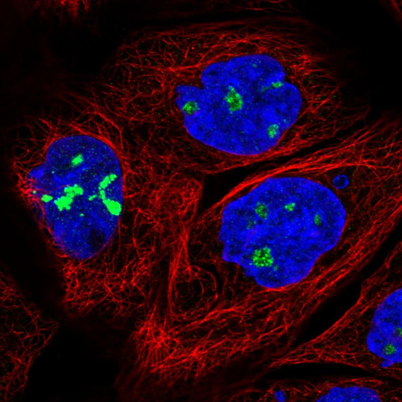 NOP56 Antibody (CL2603) - Azide and BSA Free Immunocytochemistry/ Immunofluorescence: NOP56 Antibody [NBP3-44458]