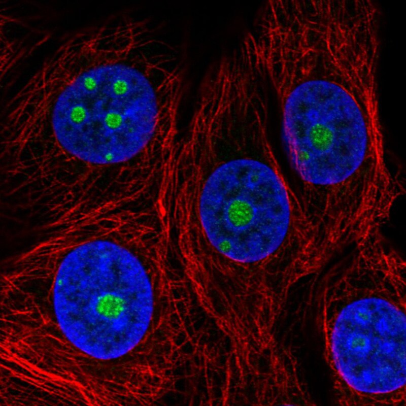 NOP56 Antibody (CL2603) - Azide and BSA Free Immunocytochemistry/ Immunofluorescence: NOP56 Antibody [NBP3-44458]