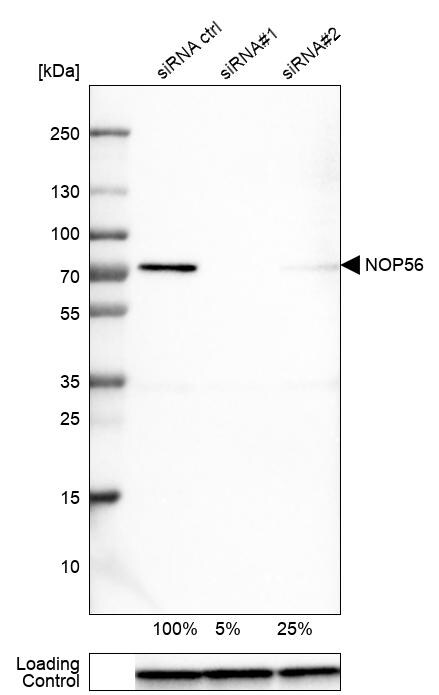 NOP56 Antibody (CL2603) - Azide and BSA Free Western Blot: NOP56 Antibody [NBP3-44458]