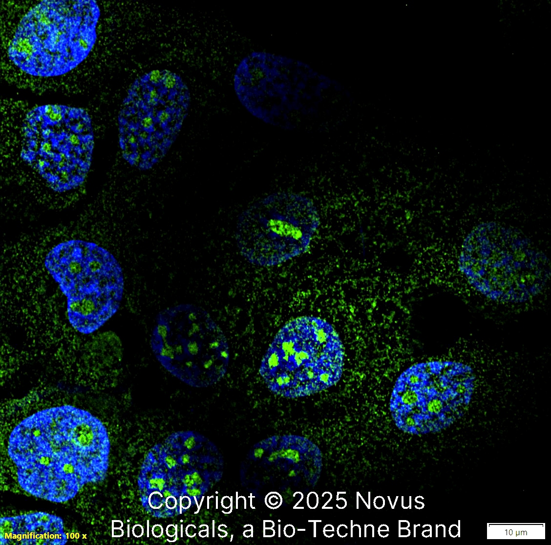 NOP56 Antibody (CL2603) [Alexa Fluor® 488]