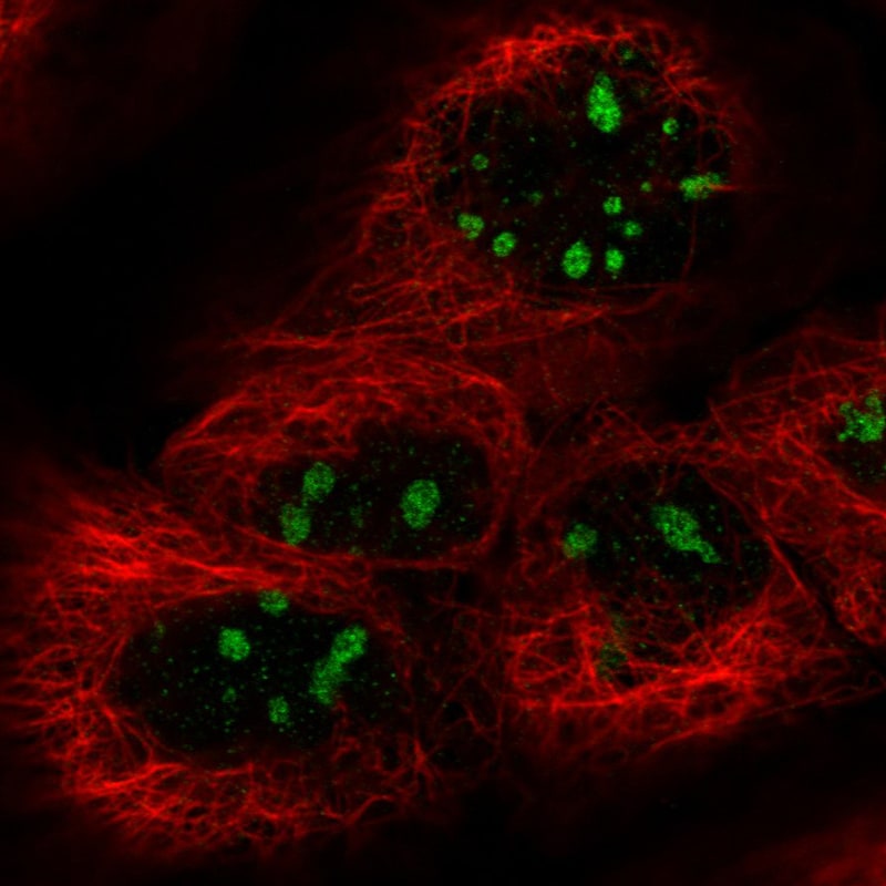 NIFK Antibody (CL2240) - Azide and BSA Free Immunocytochemistry/ Immunofluorescence: NIFK Antibody [NBP3-44459]