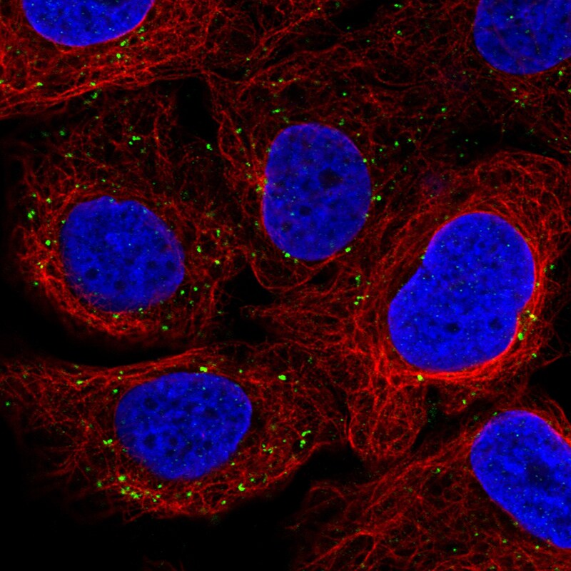 VPS26A Antibody (CL2287) - Azide and BSA Free Immunocytochemistry/ Immunofluorescence: VPS26A Antibody [NBP3-44464]