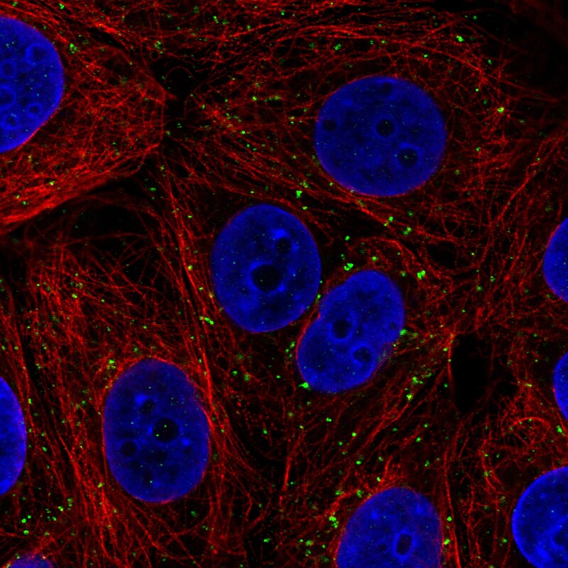 VPS26A Antibody (CL2287) - Azide and BSA Free Immunocytochemistry/ Immunofluorescence: VPS26A Antibody [NBP3-44464]