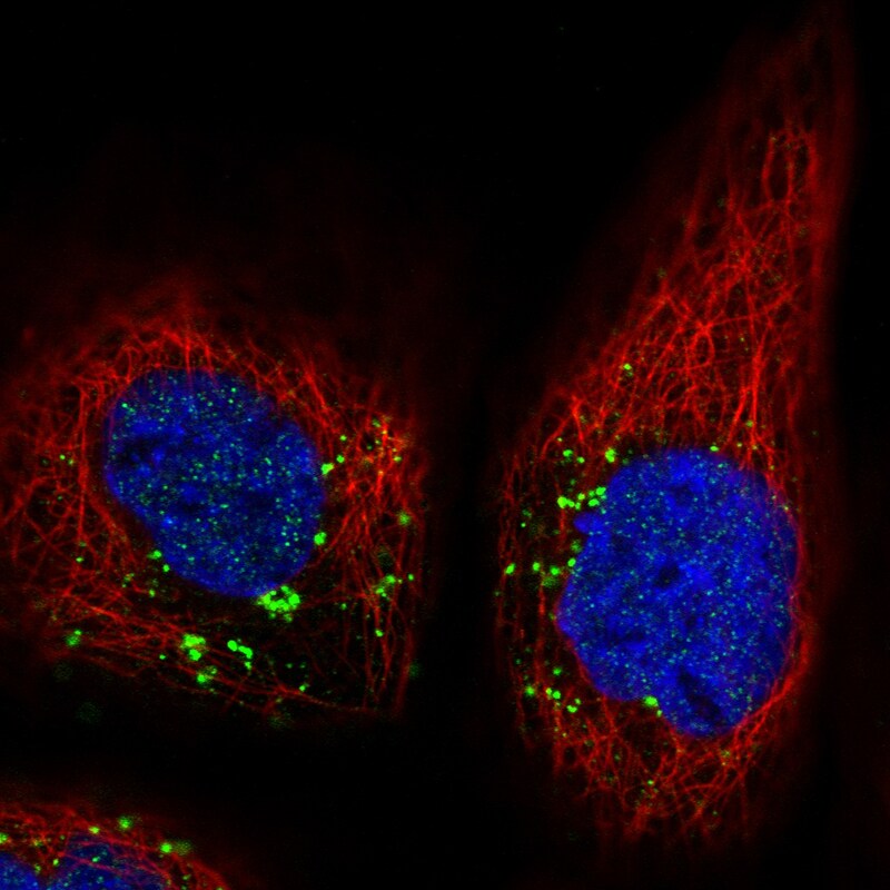 VPS26A Antibody (CL2287) - Azide and BSA Free Immunocytochemistry/ Immunofluorescence: VPS26A Antibody [NBP3-44464]