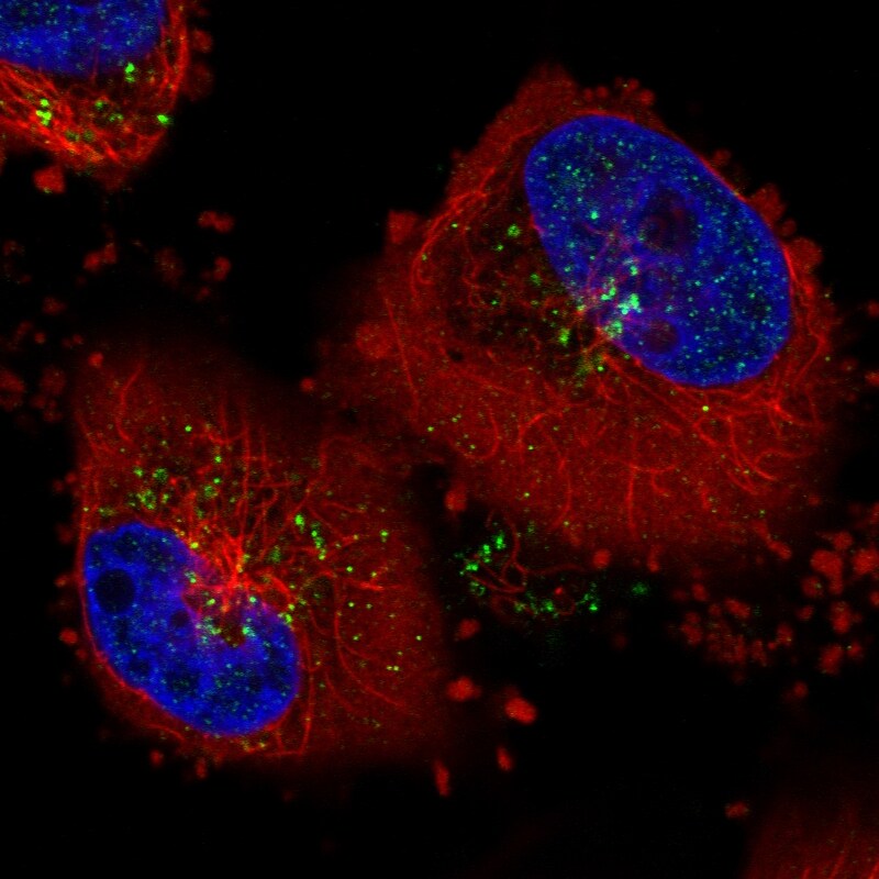 VPS26A Antibody (CL2287) - Azide and BSA Free Immunocytochemistry/ Immunofluorescence: VPS26A Antibody [NBP3-44464]