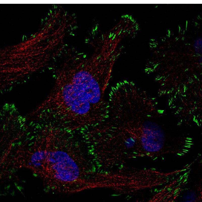 Zyxin Antibody (CL2502) - Azide and BSA Free Immunocytochemistry/ Immunofluorescence: Zyxin Antibody [NBP3-44466]