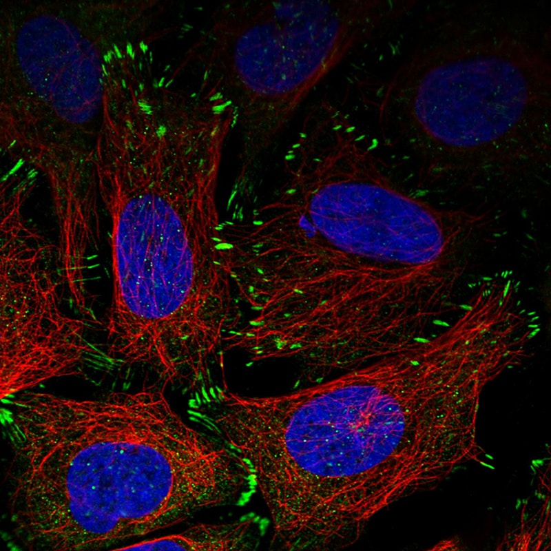 Zyxin Antibody (CL2502) - Azide and BSA Free Immunocytochemistry/ Immunofluorescence: Zyxin Antibody [NBP3-44466]