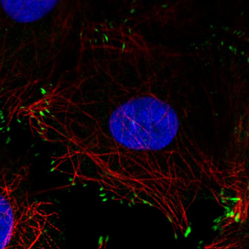 Zyxin Antibody (CL2502) - Azide and BSA Free Immunocytochemistry/ Immunofluorescence: Zyxin Antibody [NBP3-44466]