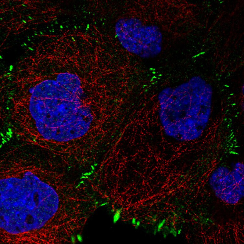 Zyxin Antibody (CL2502) - Azide and BSA Free Immunocytochemistry/ Immunofluorescence: Zyxin Antibody [NBP3-44466]