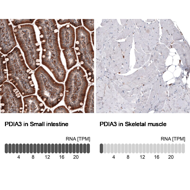 ERp57/PDIA3 Antibody (CL2446) - Azide and BSA Free Immunohistochemistry-Paraffin: ERp57/PDIA3 Antibody [NBP3-44468]